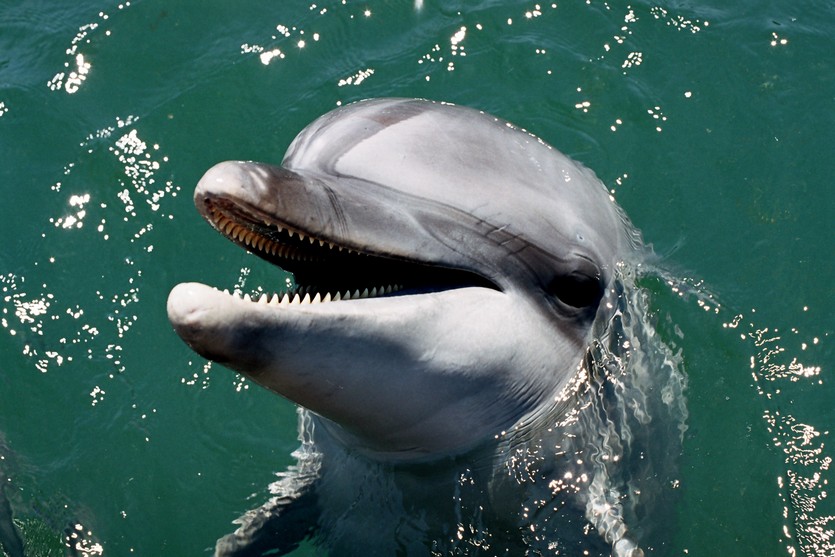Дельфинарий в Партените